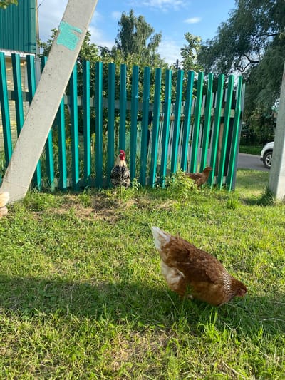 In Zelenodolsk, Russia, a rooster with black and white plumage stands in a grassy yard beside a teal wooden fence. A brown hen is visible in the foreground, pecking at the grass, and another brown hen is partially obscured by foliage behind the fence. A concrete post stands in the left foreground, and a white vehicle is parked on a road in the background, to the right of the fence. The scene is bathed in sunlight, casting shadows on the ground.