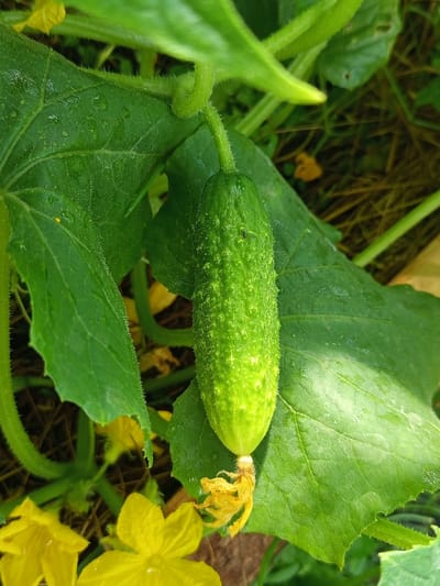 The image depicts a close-up view of a small, green cucumber growing on a vine amidst its leaves and yellow flowers. The cucumber is bumpy and appears to be developing, with a dried yellow blossom at its tip. Several large, textured green leaves surround the cucumber, some of which are glistening with water droplets, suggesting recent rain or dew. The vine itself is fuzzy and green, with tendrils visible. In the background, more yellow flowers and the earthy texture of the ground are visible, creating a natural, garden-like setting. The lighting suggests it might be daytime, possibly morning or late afternoon, with soft shadows indicating natural light. The overall impression is one of natural growth and the early stages of fruit development in a garden environment. There is no visible text in the image.