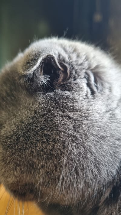 The image is a close-up, slightly angled shot of a grey cat's head, focusing on its ear and fur. The cat appears to be resting, with its head tilted downwards. The fur is short and dense, with individual hairs visible. The background is out of focus and appears to be a dark, possibly indoor environment. There is no indication of the location being Vysokoe, Russia.