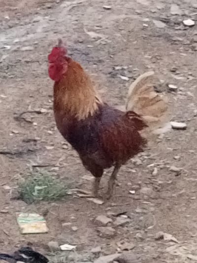A rooster stands in profile, facing left, on an unpaved, uneven dirt and gravel ground in Aramoko-Ekiti, Nigeria. The bird exhibits a red comb and wattle, golden-brown neck and saddle feathers, and dark reddish-brown body plumage. Its tail feathers are a lighter cream or tan color. The ground beneath it is a mix of light brown earth and grey gravel, with scattered small rocks. A small clump of green vegetation is present in the lower-left foreground, along with a crumpled, light-colored wrapper showing hints of green and yellow. An unidentifiable dark object is partially visible in the extreme bottom-left corner. No other individuals or significant structures are visible in the immediate vicinity.