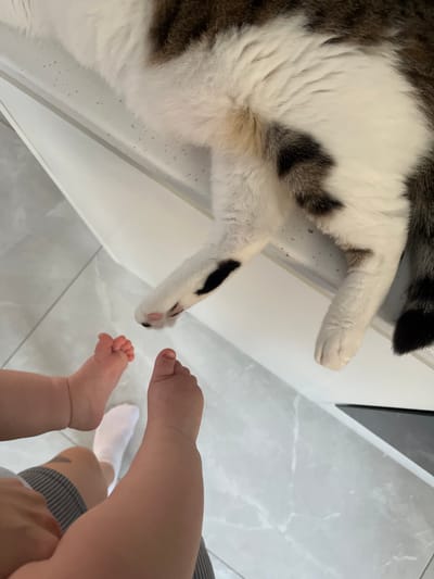 The image captures a close-up, overhead view of a cat's paw reaching out towards a baby's feet. The cat, with black and white fur, is lying down, with its white paw extended towards the baby. The baby's feet are bare and small, with visible toes. One of the baby's feet is closer to the cat's paw, almost touching it, while another foot is slightly further away. The scene is set on a light-colored, possibly marble, floor. To the left, there's a white countertop or surface where the cat is resting. The overall impression is one of gentle interaction between a pet and a baby. The lighting suggests it's daytime, likely indoors. The background shows a tiled floor and a hint of a kitchen or modern living space. There is no visible text in the image. The setting suggests a domestic environment in Limassol, Cyprus.