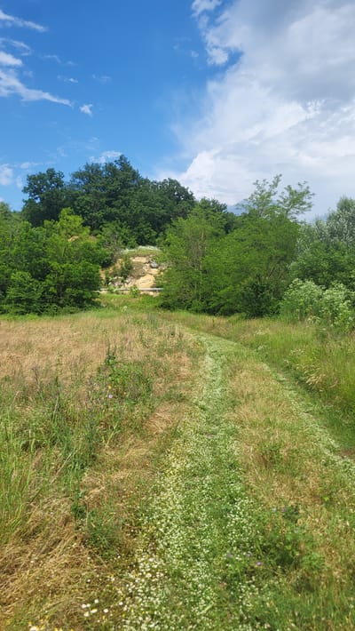 This image captures a natural outdoor landscape located in the vicinity of Daskotna, Bulgaria. The upper portion of the frame is occupied by a bright blue sky, which transitions from clear on the left to partially obscured by white cumulus clouds on the right. Wispy cirrus clouds are also present in the upper left quadrant. Below the sky, a dense canopy of green deciduous trees forms the dominant background, outlining a forested hill. Slightly left of the center, within the tree line, a sloped section of exposed light brown to yellowish earth or rock is visible, interspersed with patches of white flowering plants. A horizontal white structure, consistent with a guardrail, is partially discernible at the base of this exposed area, indicating the potential presence of a road or track beyond the field. The lower two-thirds of the image feature an overgrown field. The left side of the field is characterized by tall, dry, light brown and tan grasses. In stark contrast, a distinct, curving path originates from the bottom center and extends into the mid-ground, angling slightly right. This path is covered primarily with lush green grass and numerous small, white, daisy-like wildflowers. Scattered individual purple and yellow wildflowers are distributed within the taller grasses on both sides of the path. No people, animals, or specific actions are depicted within the scene.