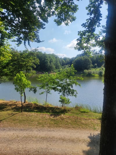 The image depicts a serene natural landscape featuring a tranquil body of water, likely a lake or a large pond, surrounded by lush green foliage. The foreground is dominated by a dirt path that curves slightly to the right, suggesting it's a trail or a road. To the left of the path, a grassy embankment slopes down towards the water's edge. Several small trees with vibrant green leaves are sparsely planted on this embankment, casting shadows on the dry grass. The water's surface is calm, with subtle ripples and reflections of the surrounding greenery and the sky. Along the far bank of the water, a dense forest of trees stretches into the distance, creating a natural backdrop. The sky above is a clear blue, punctuated by a few scattered white clouds. The scene is framed by the dark branches and leaves of trees in the foreground, particularly on the right side, which creates a sense of depth and natural enclosure. The lighting suggests it is a sunny day, likely in the late morning or early afternoon, given the angle of the shadows. The overall atmosphere is peaceful and idyllic, characteristic of a natural park or a secluded countryside location. There are no people or man-made structures immediately visible in the frame besides the path.
