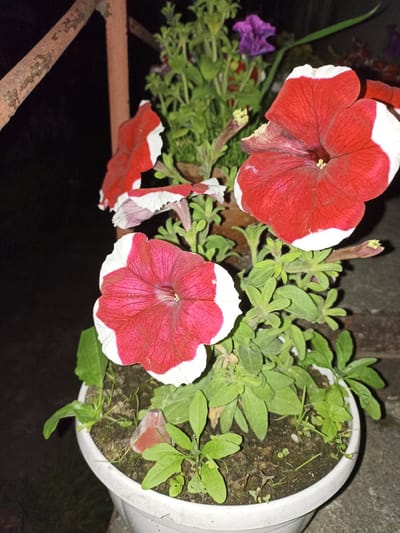 In Pochaiv, Ukraine, a white plastic pot contains several petunia plants with vibrant red and white flowers. The pot sits on a gray concrete surface. Behind the pot, a rusty metal railing is visible. The background is dark, suggesting it is nighttime. The petunia flowers are the primary subjects, with their trumpet-shaped blooms prominently displayed. The plants are lush with green foliage.
