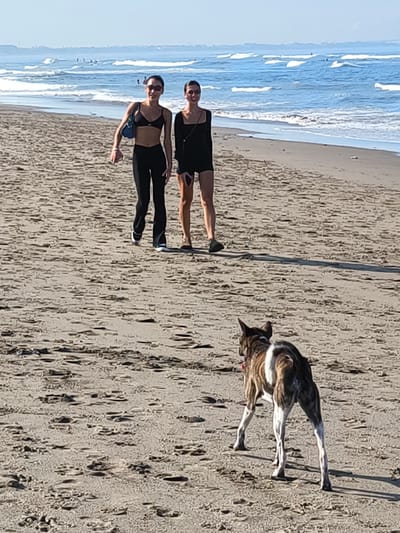Two women are walking side-by-side on a sandy beach in Canggu, Indonesia. The woman on the left wears a black bikini top, black pants, and carries a blue bag. The woman on the right wears a short black dress. A brown and white dog stands with its back to the viewer in the foreground. The ocean with small waves is in the background, with a few people visible in the water. The scene appears to be daytime with clear skies.