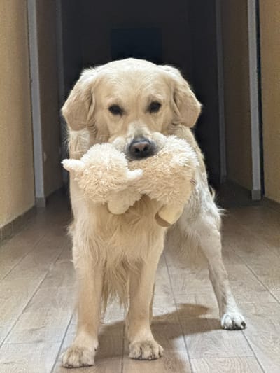 The image depicts a golden retriever dog indoors, holding a stuffed animal in its mouth. The dog is standing on a light-colored wooden floor. The background includes a doorway or hallway with dark brown walls or doors. The location in Zovuni, Armenia is not possible to determine from the information in this image. There is no indication of the city or even general area provided by the content or composition of the image.