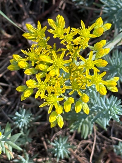 In Korobivka, Ukraine, a close-up, overhead shot captures a cluster of small, bright yellow flowers with multiple petals and visible stamens. The flowers are arranged in a roughly circular pattern on a stem, with some buds still closed. The foreground also contains a few of these closed buds. In the background, blurry, grayish-green succulent-like plants with tightly packed leaves are visible, along with dark, dry soil or mulch. The lighting suggests it is daytime, possibly with direct sunlight creating highlights on the petals.