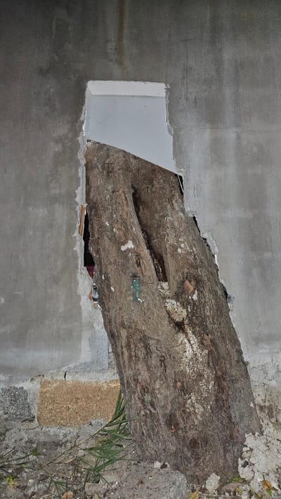 The image displays a substantial, rough-barked tree trunk extending horizontally through a grey concrete structure, creating a striking scene of nature integrated with architecture in Cam Đức, Vietnam.
The tree trunk, dark brown and highly textured with natural fissures and patches of lighter, possibly faded bark or lichen, occupies the central portion of the frame. It appears to pass directly through an opening in a concrete wall, with uneven, chipped edges where the concrete meets the wood. A noticeable split or hollow runs lengthwise through a section of the trunk.
On the left side, the tree trunk emerges from a distinct, almost rectangular cutout in a smoother, lighter grey concrete wall. This cutout reveals an interior surface that appears lighter, perhaps white or light-colored, creating a contrast with the exterior concrete. The construction around the tree shows signs of wear or deliberate rough finishing.
Towards the right, the concrete wall has a more weathered and rustic appearance, with visible aggregate and possibly older stone blocks or a different type of masonry. Green, leafy plants or grasses sprout from the ground or base of the structure on the far right, near where the tree trunk enters the wall, further emphasizing the blend of natural and man-made elements.
The scene suggests either a structure built around an existing tree, or a tree that has grown and adapted through an older construction. There are no people or discernible text in the image. The lighting indicates it is daytime, with soft, diffused illumination.
