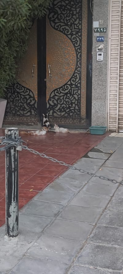 The image shows a street scene in Jeddah, Saudi Arabia. Three cats are visible near the entrance of a building. One cat is seated and alert, while the other two are lying down on the tiled porch. The building has a decorative metal gate, with an address plate reading "7995" and "339". To the left of the entrance is a green bush. To the right is a gray stone wall with white shutters. A metal chain is attached to a pole on the sidewalk in the foreground. The sidewalk is paved with gray tiles.