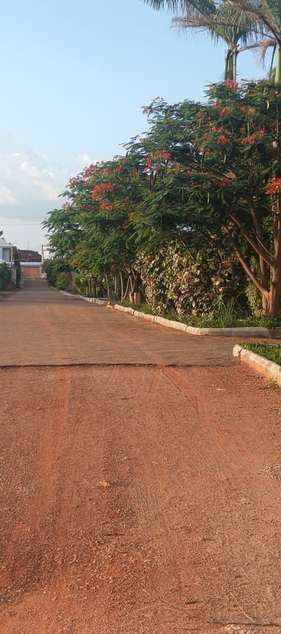 This vertical shot captures a tranquil scene of an unpaved road in a residential or semi-rural setting, characteristic of Bar Gada, Nigeria. The road, composed of reddish-brown gravel and earth, gently ascends into the distance, with subtle tire tracks visible on its surface, especially in the foreground.
On both sides, the road is neatly edged by low, light-colored concrete curbs. To the right, a prominent line of trees with abundant green leaves and numerous bright red-orange flowers, likely Flamboyant trees (*Delonix regia*), creates a vibrant canopy. Below these trees and extending further, a dense hedge of green and reddish bushes adds to the foliage. The top right corner reveals the fronds of several palm trees silhouetted against the sky. The trees cast soft, elongated shadows across the road, suggesting a low sun angle.
To the left, beyond the trees and in the background, glimpses of several white and light-colored buildings with dark roofs are visible, indicating nearby houses or structures. The sky above is a clear, light blue with scattered white, wispy clouds, particularly towards the horizon on the left. The warm, soft lighting suggests either early morning or late afternoon, contributing to a peaceful and serene atmosphere. No people or animals are present, and there is no visible text in the image.