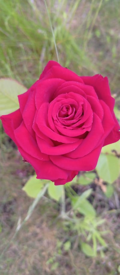 The image displays a close-up of a vibrant, deep pink rose in full bloom. The rose is the central subject, its petals intricately layered and unfurling from a tightly spiraled center. Tiny water droplets are visible on the surface of the petals, suggesting recent dew or rain. To the left of the rose, a broad, green leaf is partially visible, and behind the rose, the background is softly blurred, consisting of green grass and some muted foliage, indicating an outdoor setting. The lighting suggests it might be daytime, possibly morning or late afternoon given the soft quality of light. The overall impression is one of natural beauty and tranquility. The location context provided is Папярнянскі сельскі Савет, Belarus. There is no text visible in the image.