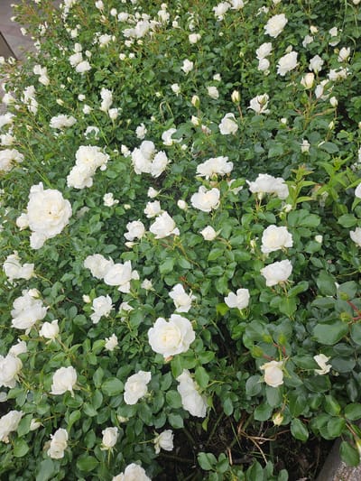 A high-angle shot captures a dense bush of white roses, creating a lush and naturalistic scene. The roses vary in their stage of bloom, with some fully open, showcasing their delicate petals, while others are in bud, hinting at future beauty. The vibrant green foliage serves as a rich backdrop, its leaves glossy and varied in size and shape. The overall impression is one of abundant natural growth. The scene is devoid of any human presence, focusing solely on the beauty of the flora. While the image is of a garden setting, its precise location within the city of Ponte di Legno, Italy, cannot be determined from the visual information provided.