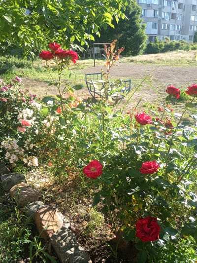 This is a ground-level, eye-level outdoor, close-up photograph of a rose garden in the city of Lymanka, Ukraine. The focus is on a collection of blooming rose bushes, predominantly featuring red and pink varieties, with some white and peach blossoms also visible. The roses are in various stages of bloom, from buds to fully open flowers. Lush green foliage surrounds the roses, and the ground beneath them is covered with dark soil, scattered petals, and some small stones. In the background, a row of large, rough-hewn stones forms a border for the garden bed. Beyond the garden, a dirt path or clearing is visible, with a blue metal bench or chair situated in the middle. Further in the background, there is a patch of dry, golden grass, and a multi-story apartment building with numerous windows. The scene is illuminated by natural sunlight, casting shadows on the ground and highlighting the vibrant colors of the roses. The overall impression is one of a well-tended garden in an urban setting.