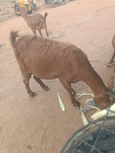 In Wukari, Nigeria, a brown goat is seen grazing on corn stalks on a dirt path. The goat is the primary subject, with its head lowered as it eats. In the background, another brown goat stands further away, also facing away from the camera. A cart with yellow containers and a motorcycle are visible in the far background, suggesting an urban or semi-urban environment. The ground is a dusty, reddish-brown earth, typical of many Nigerian landscapes. A wire mesh enclosure with what appears to be coals or ash is in the foreground, partially obscuring the goat's lower body and the corn it is eating. The lighting suggests it is daytime, possibly late afternoon or early morning, given the soft quality of the light. The overall scene depicts a common sight in Wukari, where livestock are often integrated into the daily life of the community.
