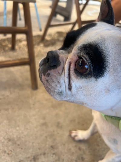In the city of Golan Regional Council, Israel, a close-up, side-profile shot focuses on the face of a Boston Terrier dog. The dog has black and white markings, with a prominent black patch over its left eye. Its eye is dark brown and appears to be reflecting light. The dog's wet nose is black, and its muzzle is white with some small black spots. Wrinkles are visible on its face. The dog is wearing a pale green collar. In the blurred background, wooden chair legs and a concrete floor are visible.