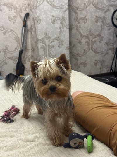 A Yorkshire Terrier dog stands on a textured white blanket indoors. The dog has tan fur on its face and ears, with gray and tan fur on its body. To the left of the dog is a pink and white rope toy. To the right of the dog is a person's leg covered in brown pants and two small pet toys: a dark blue plush toy resembling a creature with a face and a green ring-shaped toy. In the background, there is a patterned wallpaper. To the left of the dog, a black and silver vacuum cleaner is visible leaning against the wall. The setting appears to be a domestic interior, potentially a bedroom, in the city of Verkhniy Yurt, Russia.