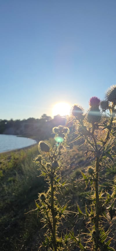 The image shows a close-up of thorny plants in the foreground, backlit by a setting sun. The sun is positioned in the upper center of the frame, casting a bright glare and creating lens flare effects. In the mid-ground, a body of water, likely Lake Issyk-Kul, is visible, with a shoreline and vegetation along its edge. The sky is clear and blue, transitioning to a lighter hue near the horizon. The overall scene depicts a natural landscape at sunset, with no people or specific urban structures from the city of Issyk-Kul directly identifiable within the frame.