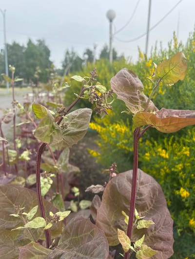 The image shows a close-up view of a plant with large, reddish-purple leaves and smaller, lighter green leaves. The plant has dark red, fuzzy stems. In the background, there is a blurry expanse of yellow flowers and green foliage. Beyond that, a light-colored, overcast sky is visible, with faint shapes that could be streetlights or poles. The overall scene appears to be an outdoor setting, possibly a park or garden. The location is Kemerovo, Russia.