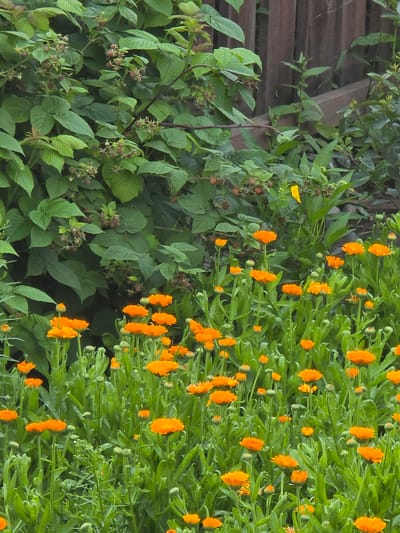The image displays a close-up view of a garden bed filled with numerous bright orange calendula flowers in various stages of bloom, interspersed with green foliage and buds. Behind the flowers, a patch of green raspberry bushes with small, unripe berries is visible. A weathered wooden fence runs along the top right of the frame, partially obscured by the foliage. The scene appears to be an outdoor environment, likely a garden. The location is identified as Ермолаево, Russia, suggesting this is a domestic or community garden within that area. There are no people or animals depicted in the image.
