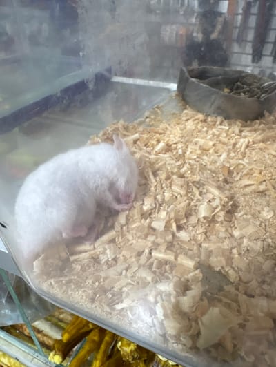 A white hamster is sleeping in a clear plastic enclosure filled with wood shavings. A grey, metallic food bowl is attached to the side. The enclosure is in Cuernavaca, Mexico.