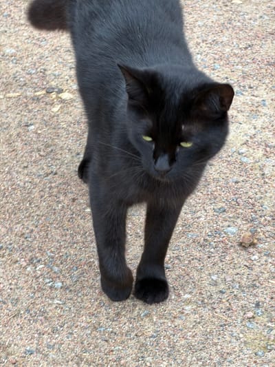 This image features a black cat with bright green eyes lying stretched out on a gravel surface. The cat is the sole subject. The scene is an outdoor setting, likely a walkway or ground surface composed of small stones and pebbles. The lighting suggests it is daytime, with no specific indication of weather conditions. The cat appears relaxed, with its body extended and its paws splayed. The focus is on the cat and its texture, with the gravel providing a neutral and textured background. There is no visible text in the image. The setting is a simple, everyday outdoor environment.