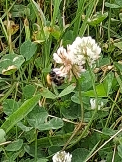 A bee is foraging on a white clover flower in a grassy field. The bee is predominantly black with yellow markings, and appears to be collecting nectar or pollen. The clover flower is a cluster of small white petals, some of which are tinged with pink. The surrounding area is filled with green clover leaves and blades of grass, some of which are dry and brown, suggesting it might be late summer or early autumn. The lighting appears to be natural daylight, likely outdoors. The scene is a close-up view of the bee and flower, with the background blurred, focusing the attention on the interaction between the insect and the plant. There is no visible text in the image. The overall impression is of a peaceful natural scene, showcasing a common interaction between pollinators and flora.