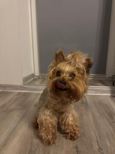 A small, tan Yorkshire Terrier is sitting on a light-colored wooden floor, looking towards the camera. Its tongue is sticking out, appearing to lick its nose. The dog has fluffy fur and pointed ears. In the background, there is a white wall on the left and a gray wall on the right, with a doorway or opening between them. The floor has a wood plank design. The scene is indoors, likely in a residential setting. There is no indication of the specific location within Rzeszów, Poland.