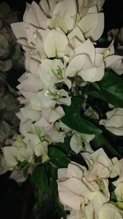 This is a close-up, low-angle, nighttime shot of a cluster of white bougainvillea flowers. The flowers are a pale cream color with hints of pink on the edges of some of the papery bracts. The delicate veins of the bracts are visible. Small, tubular green structures, likely the true flowers, are nestled within the bracts. Dark green, waxy leaves form a backdrop and are interspersed among the blooms. The overall impression is one of soft, delicate beauty against a dark background. There are no people or actions depicted. The image does not contain information about its location in Perea, Greece.