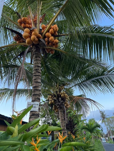 The image depicts a view looking up into a pair of coconut palm trees heavy with fruit, probably located in Ubud, Indonesia. The coconuts are clustered in bunches, one tree bearing golden-brown coconuts and the other with green-brown ones. The sky is visible through the palm fronds, transitioning from blue to a lighter hue, potentially indicating time of day or atmospheric conditions. The trunks of the palms are thick and textured with horizontal markings. Attached to one of the trunks is a sign, "Scooter Rent," suggesting a nearby service for tourists. Tropical foliage, including plants with large green leaves and orange bird-of-paradise flowers, fill the right side of the frame, partially obscuring the base of the trees. Distant palm trees are visible in the top right of the image.