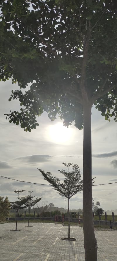 The photograph was taken in Ranto, Indonesia. A paved lot with marked parking spaces sits in the foreground, punctuated by small trees planted in circular planters. Beyond the lot, a low concrete barrier separates the parking area from a grassy field. Several small trees dot the landscape further in the background. The sky is overcast with the sun visible through a layer of clouds. A tall tree, its branches extending over the top of the frame, is in the foreground. The tree trunk is partially visible on the right side of the image.