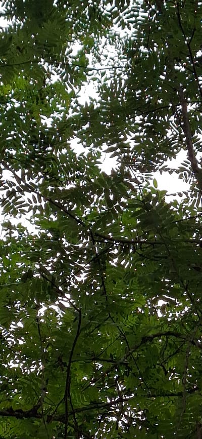 The image is a close-up, low-angle view of a dense canopy of green leaves and branches, looking upwards towards a bright, overcast sky. The leaves are a deep green, with visible veins, and are arranged in a complex, layered pattern that creates many small openings through which the sky is visible. Some branches are dark and thick, while others are thinner and interwoven. The lighting suggests it is daytime, likely with diffused sunlight. The image does not contain any people, specific objects, or indicate any action or interaction. The scene is a natural one, composed of tree foliage. There is no information present in the image to suggest the location is the city of Saula, Estonia.