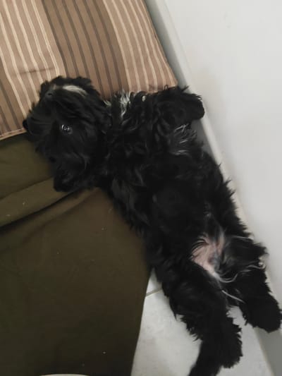 A black, fluffy dog is lying on its back on a floor. The dog has white markings on its face and chest. The dog is looking up with its mouth slightly open. The dog's paws are in the air. The dog is on a tiled floor. To the left of the dog is a green blanket. Behind the dog is a striped pillow and a white wall. The image is taken from a high angle.