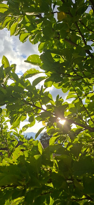 The image captures a sun-dappled view looking upwards through the leaves of a tree. The vibrant green foliage, interspersed with holes and some yellowing leaves, is the dominant subject. Sunlight streams through the canopy, creating bright highlights and casting shadows, suggesting a clear or partly cloudy day. The sky peeking through the leaves is a mix of blue and white clouds. The sun itself is partially obscured by leaves, creating a lens flare effect. The scene evokes a sense of natural beauty and tranquility. No people or specific objects are identifiable, only the organic elements of the tree and the sky. The location context is Orimattila, Finland. The time of day appears to be daytime, possibly late morning or early afternoon given the angle and intensity of the sun. There is no visible text in the image.