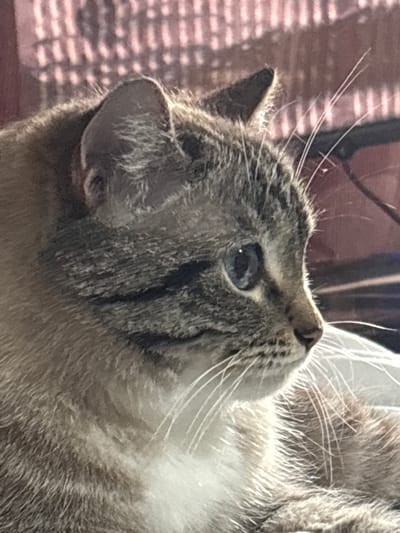 A close-up shot of a brown tabby cat with white fur on its chest. The cat is looking upwards. The background is blurry and shows a pinkish-red vertical line pattern. The location is not identifiable.