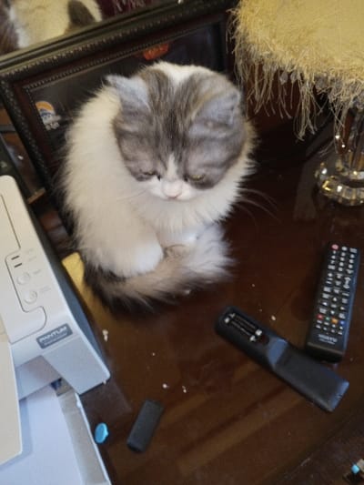 The scene depicts an indoor environment in Madinaty, Egypt. A domestic cat, primarily white with grey markings on its head and tail, is seated upright on a glossy dark brown surface, likely a table or desk. The cat's head is tilted downwards, eyes partially closed, with its tail curled around its front paws. To the left of the cat, a light grey PANTUM brand printer or scanner is visible, displaying control buttons and a paper tray. Behind the cat, a dark-framed object, possibly a mirror or picture frame, is present, reflecting an indistinct fluffy area. To the cat's right, a decorative table lamp with a crystalline base and a tasseled, fringed lampshade stands. On the table surface, two black remote controls are observed: one intact, labeled "HWATV," and another partially disassembled with its battery cover detached, revealing empty battery slots. A small, irregularly shaped blue object and several small white specks are scattered on the table surface near the electronic devices and remote controls. No human individuals are present.