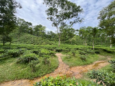 This is a wide-angle, eye-level shot of a lush tea plantation in Sylhet, Bangladesh. Rolling hills covered in meticulously trimmed tea bushes dominate the landscape, with a narrow, muddy path winding its way through them. A small, shallow stream with muddy water meanders across the foreground. Tall trees with full canopies dot the plantation, some interspersed among the tea bushes and others forming a denser forest on the horizon. The sky above is partly cloudy, with white and gray clouds scattered across a pale blue expanse. The scene conveys a sense of natural beauty and the peaceful atmosphere of a rural agricultural setting. There are no people or animals visible in the image.