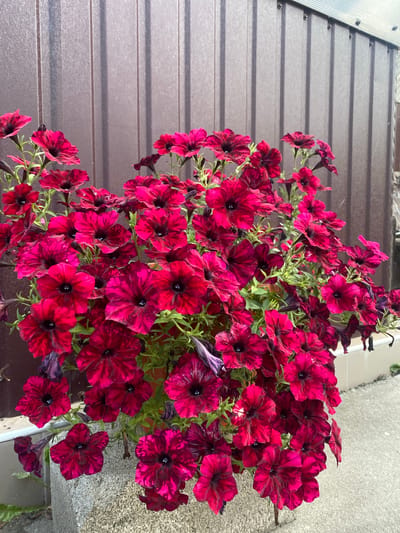 A close-up, eye-level, outdoor shot showcases a dense cluster of dark pink petunias with dark centers and veined petals, overflowing from a pot. The petunias are the primary subject, filling most of the frame. Behind the flowers is a brown corrugated metal fence, with vertical shadows cast upon it, indicating sunlight from the right. The bottom of the image shows a portion of a concrete planter and a light grey concrete surface, suggesting a paved area. There are no people or animals present. The setting appears to be a garden or yard, potentially in Pletenyi Tashlyk, Ukraine, given the mention of this location. The lighting is bright and natural.