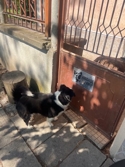 A black and white dog, likely a Border Collie mix, sits on a log in an outdoor area. The dog is facing away from the camera, with its tail curled over its back. The setting appears to be a yard or a street in a sunny location, evidenced by the strong shadows cast by trees.
In the background, a rusty metal gate and a brown metal surface are visible. The metal surface has a sign attached to it with text and an image of a dog's head. The text on the sign appears to be in Cyrillic script and reads "ВНИМАНИЕ ЗЛО КУЧЕ", which translates to "Beware of the evil dog". The overall scene suggests a warm, bright day. The dog's posture does not convey any specific emotion. The location is identified as Zelenikovo, Bulgaria.