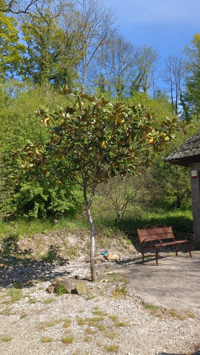 This image captures a bright outdoor scene, likely a garden or park setting in Beregovoe, Russia, under a clear blue sky. In the foreground and slightly to the left, a prominent tree with large, dark green, glossy leaves and a light-colored trunk stands, exhibiting some leaves with yellowish-brown hues. Behind it and further to the left, a canopy of other trees fills the background, some displaying bare, delicate branches, while others are lush with fresh green foliage, suggesting an early spring or transitional season.
To the right of the central tree, a patch of green grass and shrubs transitions into a concrete pathway. On this pathway, a dark brown metal bench with ornate, scrolled armrests is positioned, facing towards the left. Beyond the bench, in the upper right quadrant, a portion of a building with a dark-tiled roof and stone-textured walls is visible, with a small red box (possibly an electrical or alarm panel) mounted on its exterior. The ground in the lower right consists of a gravel area dotted with sparse patches of grass and small rocks. A small piece of blue litter or fabric is discernible on the gravel near the base of the main tree. The scene is illuminated by bright sunlight, casting clear shadows, indicating daytime. No individuals or specific activities are depicted, portraying a tranquil, static landscape. No legible text is visible in the image.