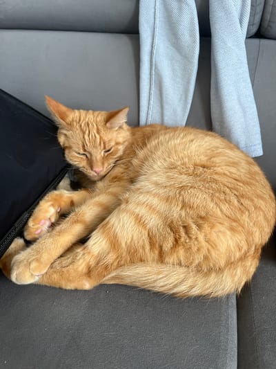 A ginger tabby cat is sleeping on a grey couch. The cat is curled up and appears to be very comfortable. Its eyes are closed and its paws are tucked in. A black object, possibly a bag or cushion, is visible beneath the cat. The background shows parts of a light blue cushion or blanket. The scene is indoors, likely a living room, given the presence of a couch. The lighting suggests daytime. The cat's relaxed posture conveys a sense of peace and contentment. The setting is in Zabrze, Poland.