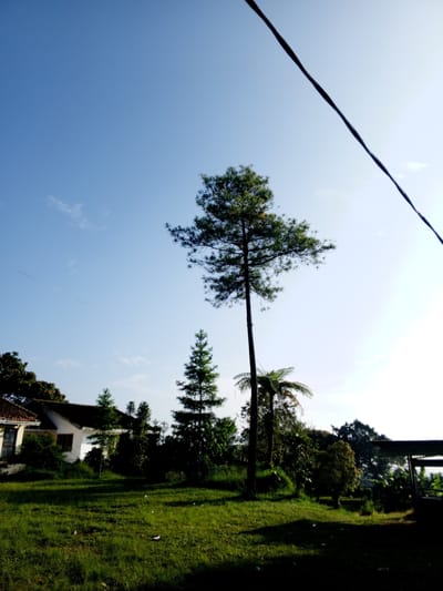 The image depicts a landscape in Thalang, Laos, featuring a clear, light blue sky with a few scattered clouds and a prominent electrical wire running diagonally across the upper right portion of the frame. In the foreground, a lush green lawn stretches towards the middle ground, where a cluster of trees and foliage is present. Among the trees, a tall, slender pine tree stands out, along with a smaller, conical evergreen and a palm tree. A white house with a red tiled roof is visible on the left side of the frame, partially obscured by vegetation. The right side of the scene is darker, possibly due to shadows, and includes a structure that appears to be a covered area. No people are visible in the image.