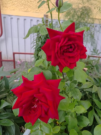 This image features two vibrant red roses in bloom, positioned close to each other. The roses are the primary subjects, with their deep red petals and intricate petal structure clearly visible. One rose is slightly larger and more in focus, while the other is to its upper left. To the left of the roses, a single rose bud is visible, its dark purple hue contrasting with the open blooms. The roses are surrounded by lush green foliage, with various leaves and stems creating a natural backdrop. The background is blurred, but hints of a textured yellow wall and white horizontal elements, possibly a fence or railing, are discernible. The scene appears to be outdoors, likely in a garden or a patio area, given the presence of plants and what seems to be paving stones or tiles in the lower portion of the image. The lighting suggests it might be daytime, with natural light illuminating the flowers. The overall mood is serene and natural, highlighting the beauty of the roses. No people or text are visible in the image. The location context is Saransk, Russia.
