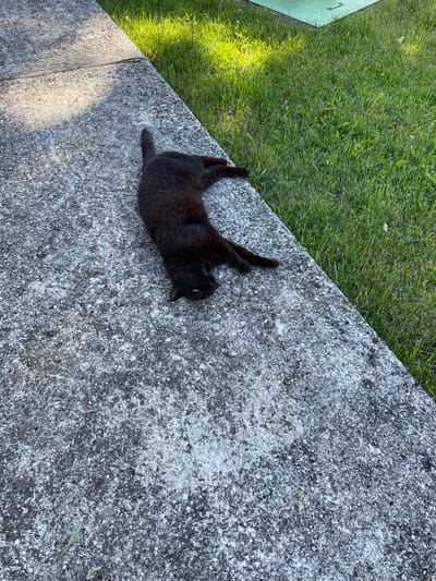 A black cat lies sprawled on a concrete surface, its body stretched out with its head turned slightly to the side, revealing a glimpse of its face. The concrete is textured and appears to be part of a sidewalk or pathway, with a shadow cast across it from an unseen source. Adjacent to the concrete is a patch of lush green grass, suggesting an outdoor environment, possibly a park or yard. The overall scene depicts a moment of relaxation for the feline, basking in the sunlight.
