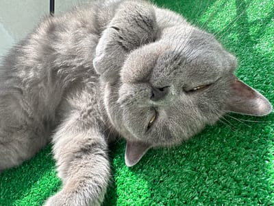 A grey cat is lying on its back on a green, artificial turf surface. The cat's eyes are partially closed, and its paws are resting on its face. The cat appears to be relaxed and asleep. The scene is illuminated by natural light, casting shadows on the cat and the turf. No people or other animals are visible in the image. The location is not specified as being in Malye Ust'ya, Russia.