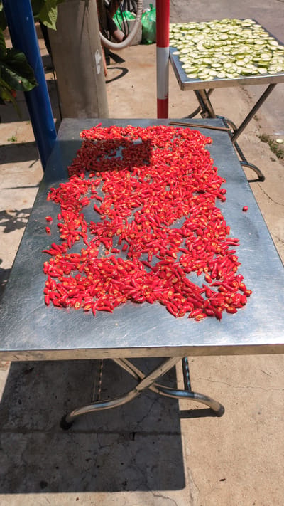 The image depicts two stainless steel trays set up outdoors, likely for sun-drying food. On the right tray are hundreds of small, red chili peppers. Their abundance suggests a significant quantity for processing. The left tray holds what appears to be sliced squash or zucchini.
The trays are mounted on metal stands, positioned on a concrete surface. A shadow indicates that it is daytime and the sun is likely bright. A red and white bar is visible in the background, along with some greenery, implying a semi-urban environment.
Based on the location, Tuy Hòa, Vietnam, the scene is likely a local food preparation setting, where produce is being dried in the sun. No people are directly visible, but the setup suggests human involvement in food preservation.