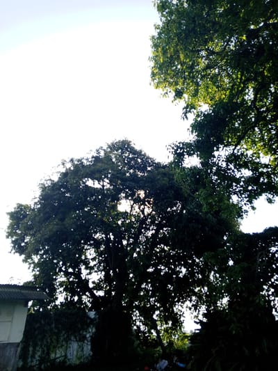 The image shows a view of the sky through the canopy of trees. In the lower left is the edge of a building with a gray roof. Overgrown foliage, possibly vines, is on the wall. The location is in Thalang, Laos.