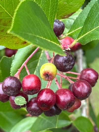The image shows a close-up of a cluster of dark purple and red berries on a branch, with green leaves in the background. Some of the berries are ripe and round, while others appear shriveled and dark, suggesting they might be overripe or dried. One berry in the upper center is partially yellow and red, indicating it is still developing. The branches and stems supporting the berries are thin and reddish. The lighting suggests an outdoor setting, possibly in a garden or natural environment. The location of Андрианково-1 Снт, Russia is provided, but the image itself does not contain any specific visual cues to confirm this location. There are no people or animals visible in the image. The overall impression is a still life of ripening berries on a plant.