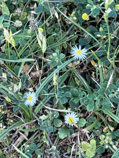 The image is a close-up, overhead shot of a patch of ground covered in low-lying green plants, including clover and small daisy-like flowers with white petals and yellow centers. Several of the flowers are in bloom, with some showing small insects on their petals. The scene is set in a natural outdoor environment, likely a field or meadow. Blades of grass and dried plant matter are interspersed throughout the vegetation. The lighting suggests it could be daytime, possibly morning or afternoon, with diffused light that doesn't cast harsh shadows. No people or specific objects are visible, other than the natural flora. The context provided indicates the location is Rathenow, Germany. There is no visible text in the image.