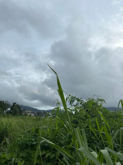 The image depicts a verdant, overgrown agricultural landscape under a heavy, overcast sky, suggesting a recent or imminent rainfall. The foreground is dominated by lush green foliage, including tall grass-like stalks and broad leaves, some of which appear wet. A single, long blade of grass extends into the frame from the top left, pointing towards the cloudy sky.
In the background, a gentle slope leads up to a mountain range shrouded in mist. Nestled at the base of the mountains, a small collection of buildings is visible, including structures with yellow and blue accents, hinting at a residential or possibly a recreational area. The overall scene conveys a sense of rural tranquility and the raw beauty of nature. The weather appears to be the primary element, with the dramatic cloud cover setting a somber yet picturesque mood. No people or specific activities are discernible, placing the focus entirely on the natural environment and the hints of human habitation within it. The time of day is indeterminate due to the overcast conditions, but the richness of the greens suggests daylight hours. The location cues, such as the type of vegetation and the architectural style of the distant buildings, align with the provided context of Ratsada, Thailand.