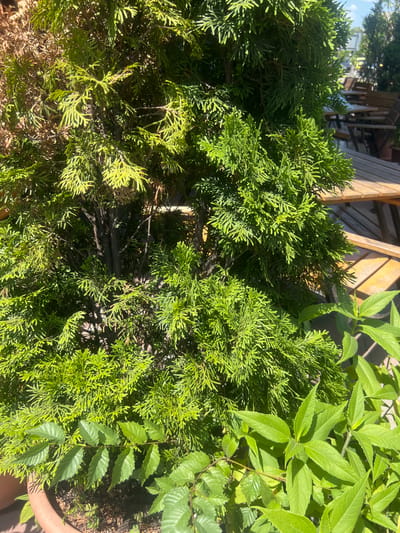 The image shows a close-up view of lush green foliage in an outdoor setting. In the foreground, a dense evergreen shrub, possibly a cypress or cedar, fills the left and central portions of the frame. Its delicate, scale-like leaves are vibrant green, catching the sunlight. To the right of the evergreen, a plant with larger, serrated leaves, likely a deciduous shrub or tree, is also visible. These leaves are a bright, fresh green.
In the background, out of focus, are elements of a backyard or patio area. Wooden furniture, possibly a table and chairs, can be discerned, along with a wooden fence or screen. The sunlight suggests it is daytime, likely mid-morning or afternoon, with clear, bright conditions. The presence of potted plants and outdoor furniture indicates a residential or garden setting. The image is oriented vertically, emphasizing the texture and color of the plants. No people or text are visible. The location context provided is Iași, Romania, which suggests a temperate climate suitable for such outdoor greenery.